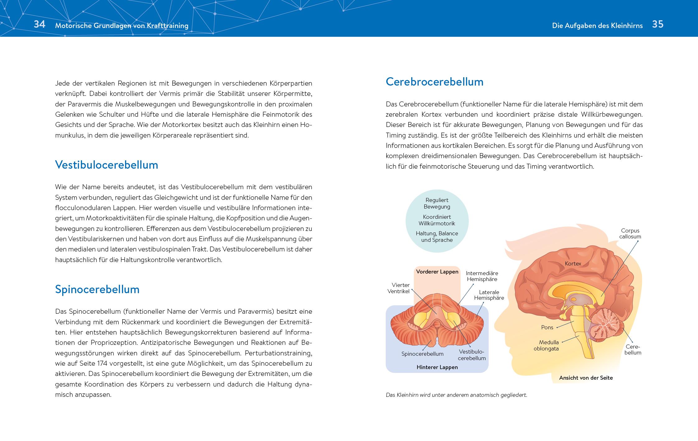 Das neue Krafttraining