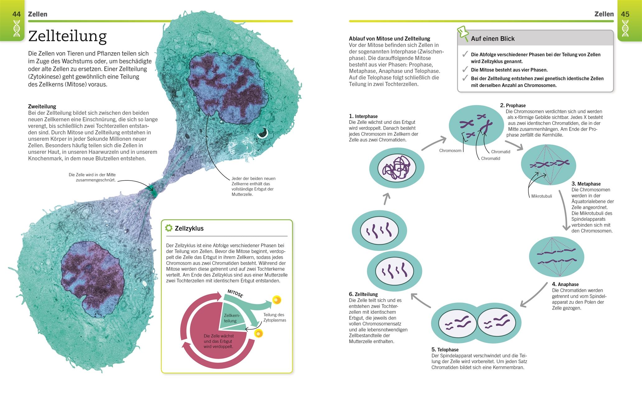 Visuelles Wissen. Biologie