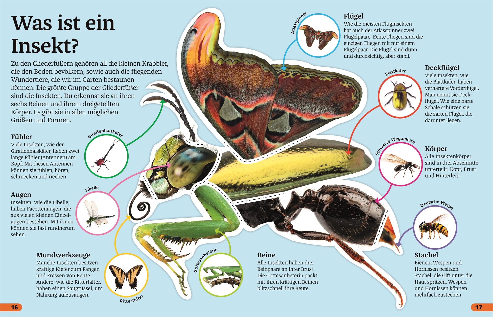 Superchecker! Insekten