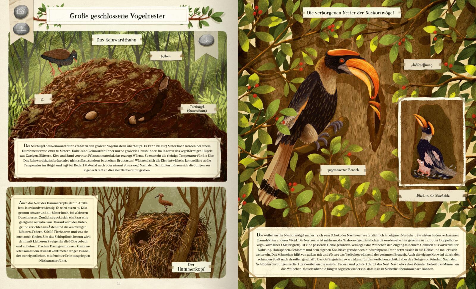 Tierisch gut gebaut - Von Nestern, Höhlen und anderen Tierwohnungen