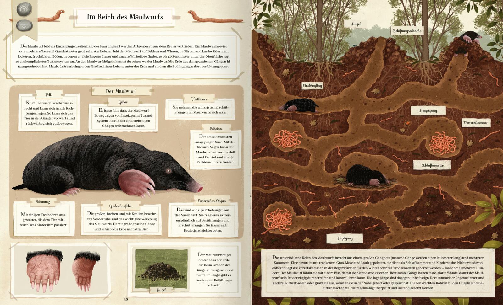 Tierisch gut gebaut - Von Nestern, Höhlen und anderen Tierwohnungen