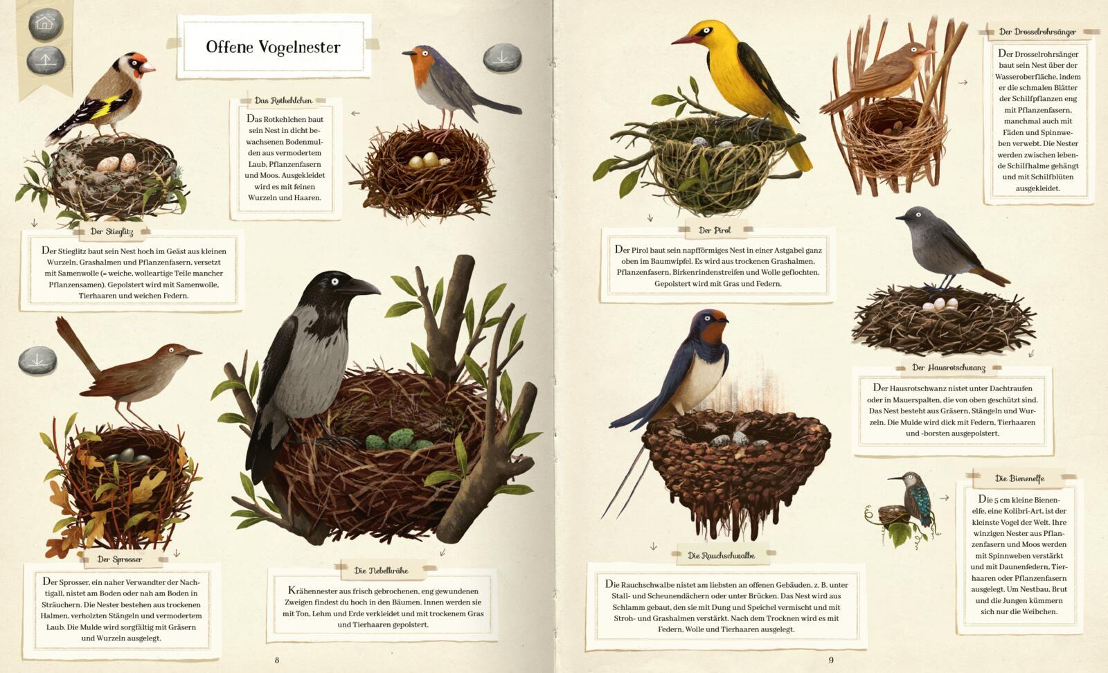 Tierisch gut gebaut - Von Nestern, Höhlen und anderen Tierwohnungen