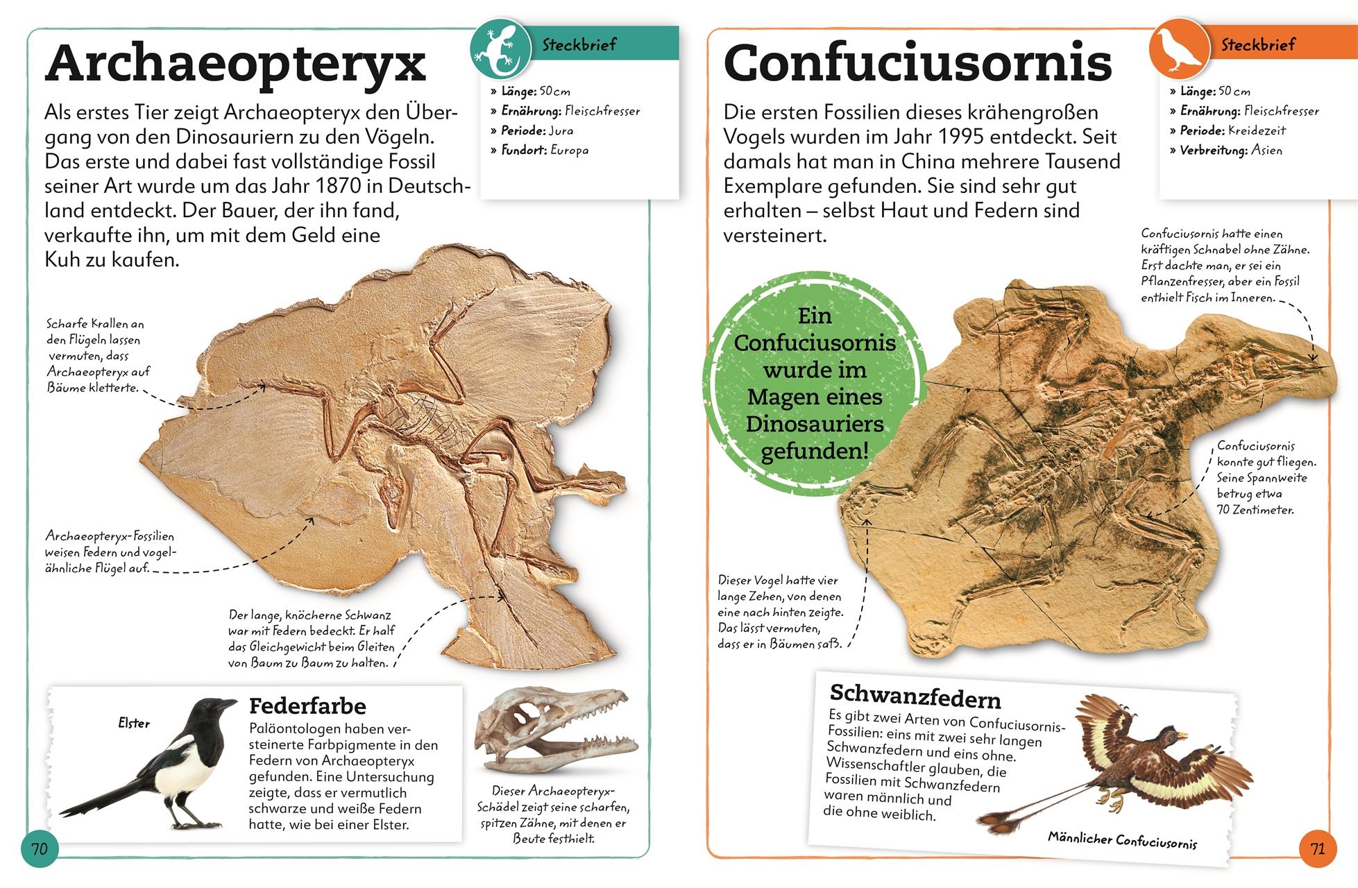 Fossilien