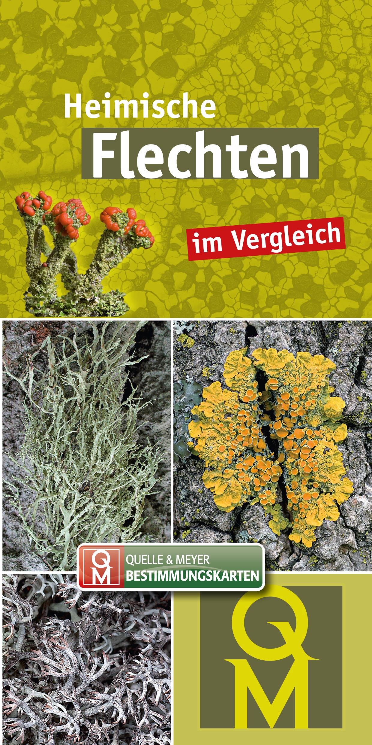 10er-Set: Heimische Flechten im Vergleich