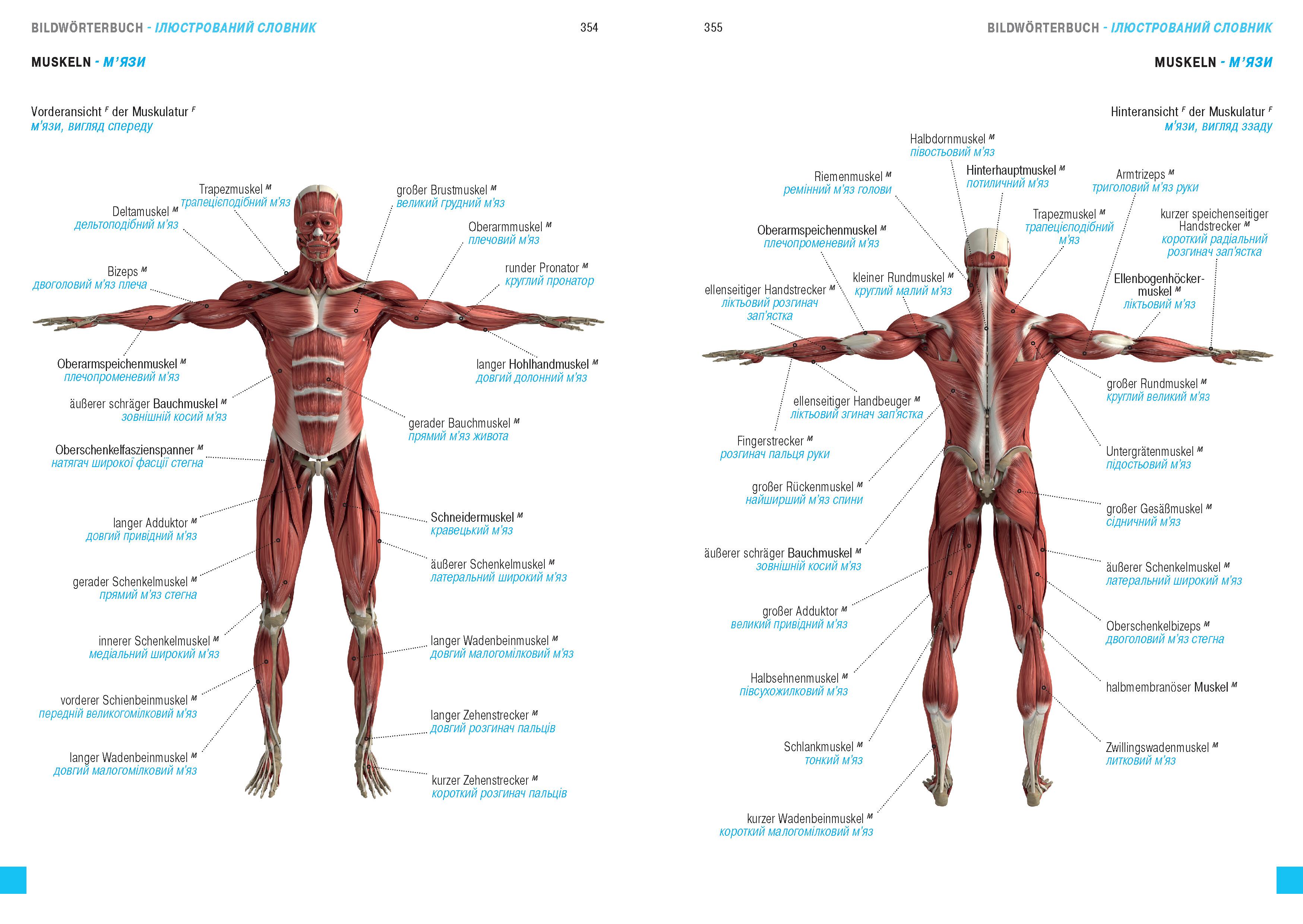 Wörterbuch Medizin Deutsch-Ukrainisch, Ukrainisch-Deutsch mit zweisprachigen Anatomietafeln