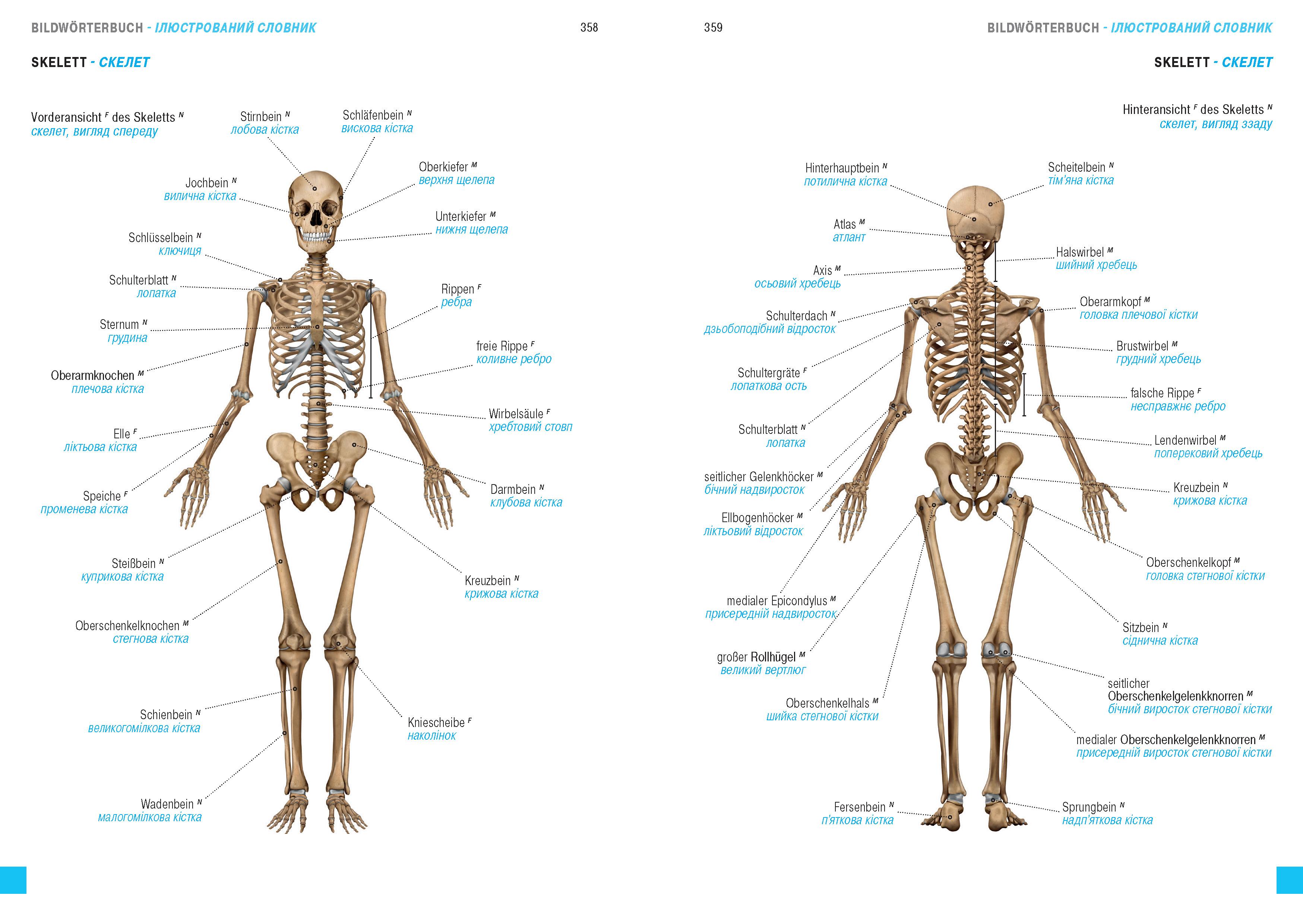 Wörterbuch Medizin Deutsch-Ukrainisch, Ukrainisch-Deutsch mit zweisprachigen Anatomietafeln