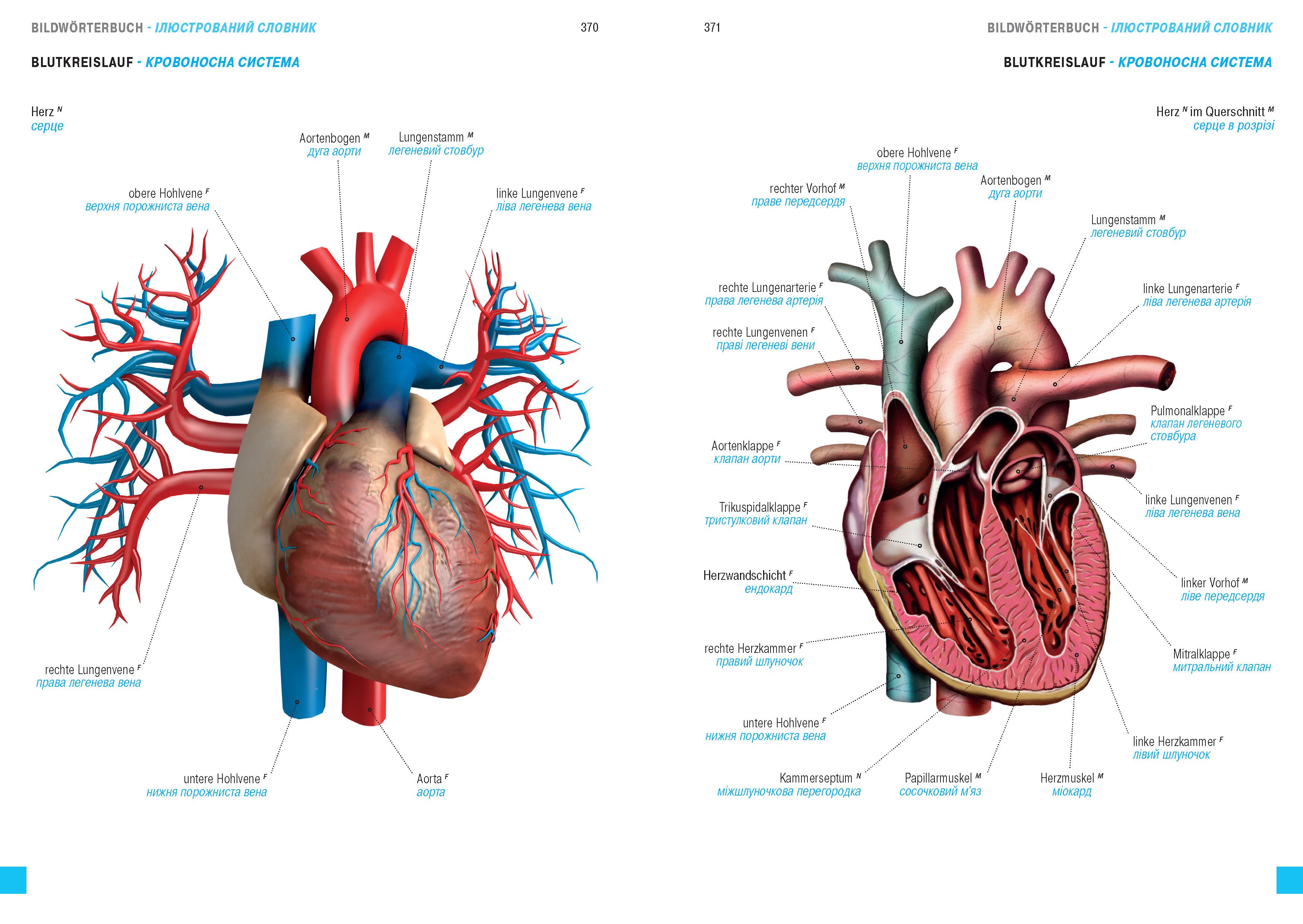 Wörterbuch Medizin Deutsch-Ukrainisch, Ukrainisch-Deutsch mit zweisprachigen Anatomietafeln