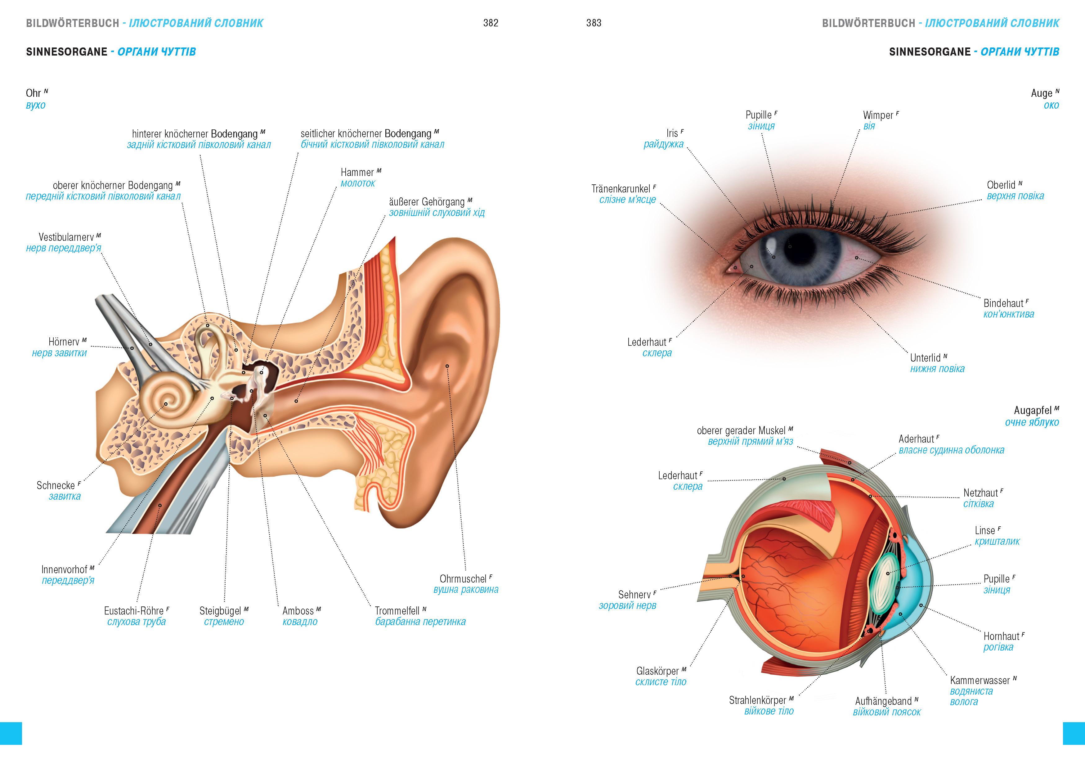 Wörterbuch Medizin Deutsch-Ukrainisch, Ukrainisch-Deutsch mit zweisprachigen Anatomietafeln