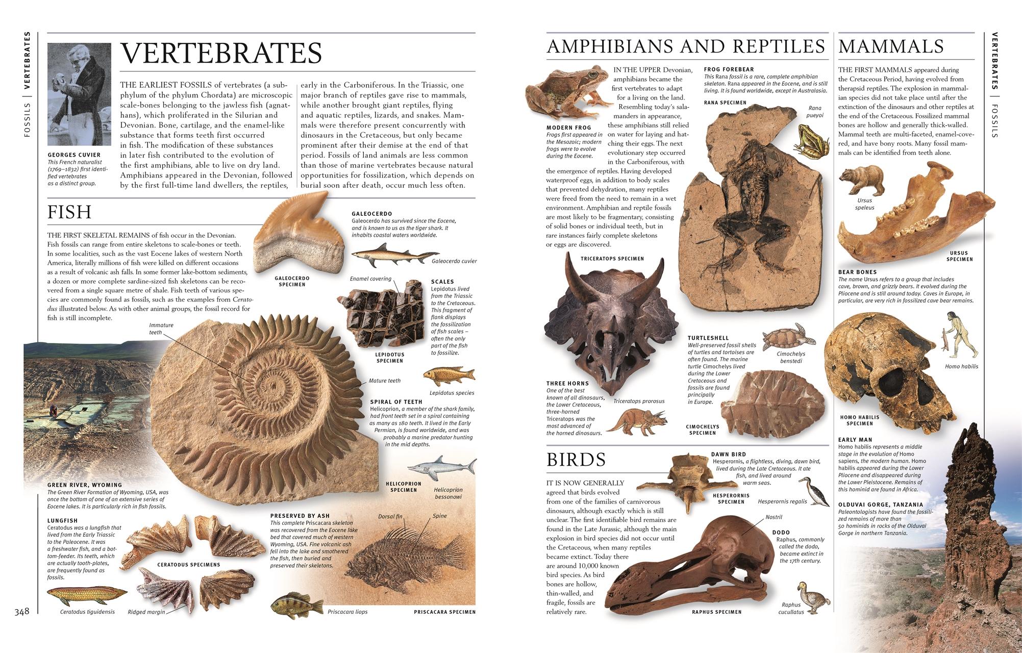 Steine & Mineralien