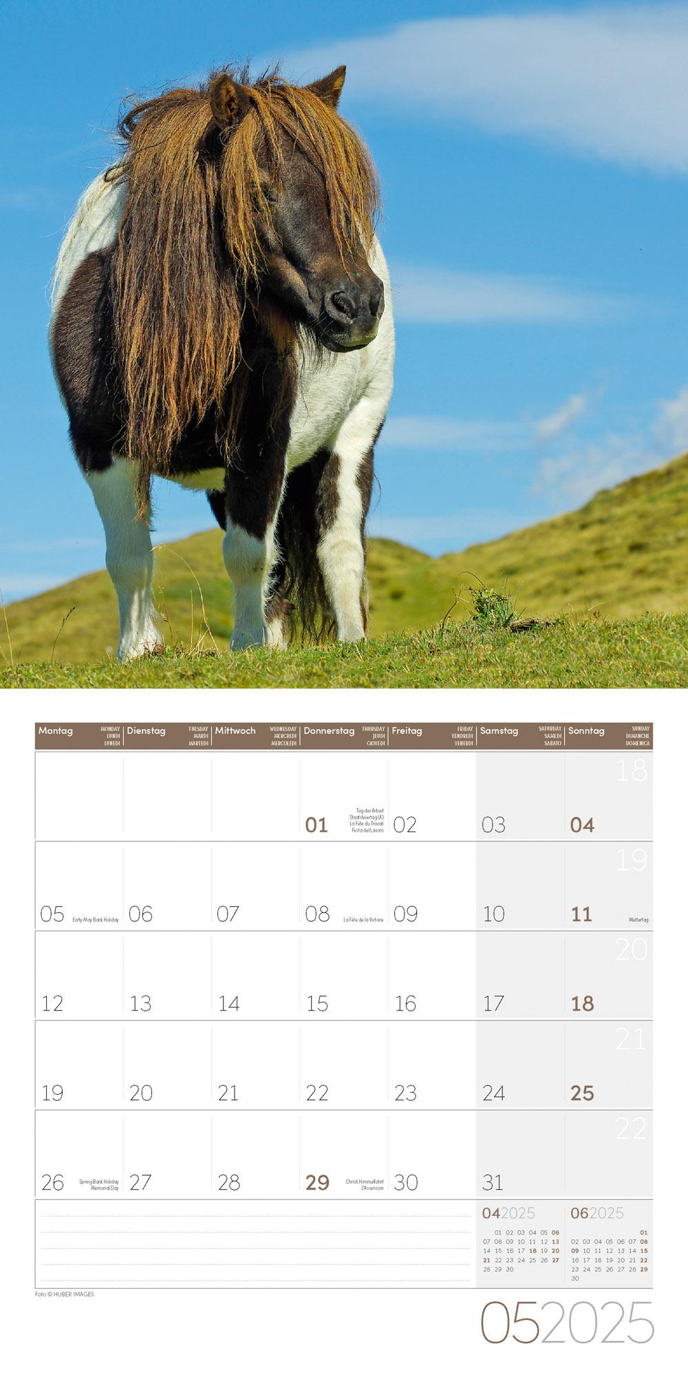 Pferde Kalender 2025 - 30x30