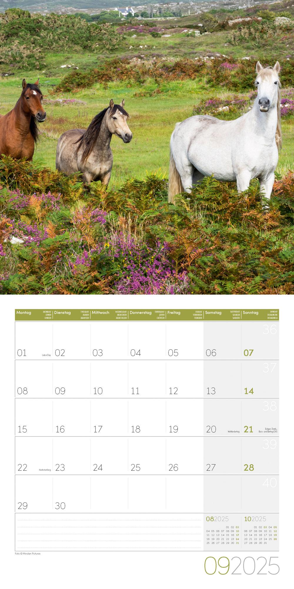 Pferde Kalender 2025 - 30x30