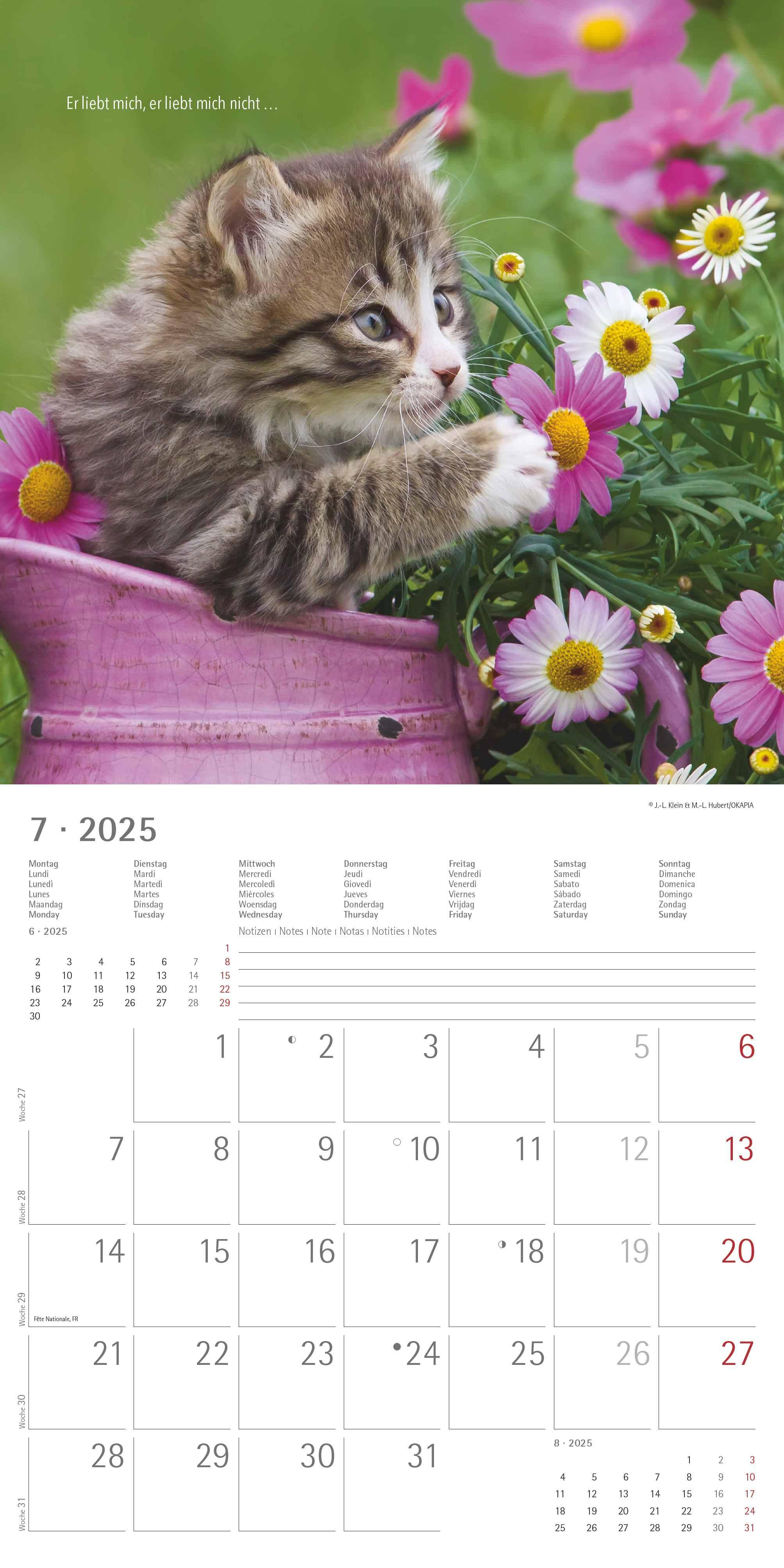 Samtpfötchen 2025 - Broschürenkalender 30x30 cm (30x60 geöffnet) - Kalender mit Platz für Notizen - inkl. herausnehmbarem Poster - Bildkalender