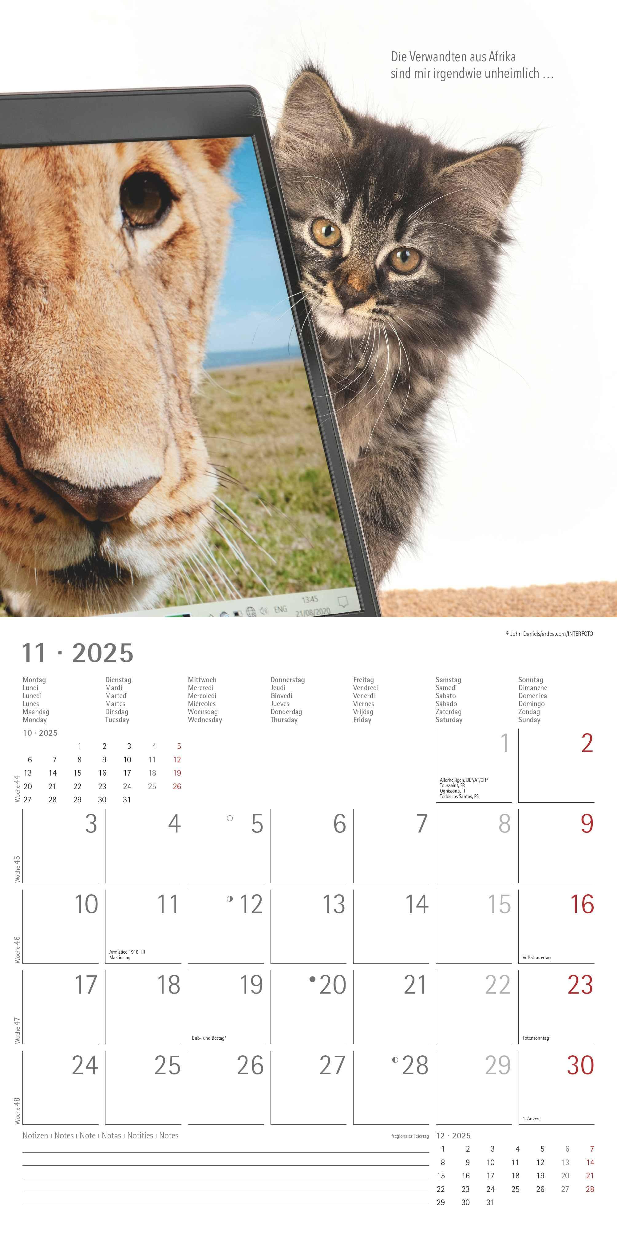 Samtpfötchen 2025 - Broschürenkalender 30x30 cm (30x60 geöffnet) - Kalender mit Platz für Notizen - inkl. herausnehmbarem Poster - Bildkalender