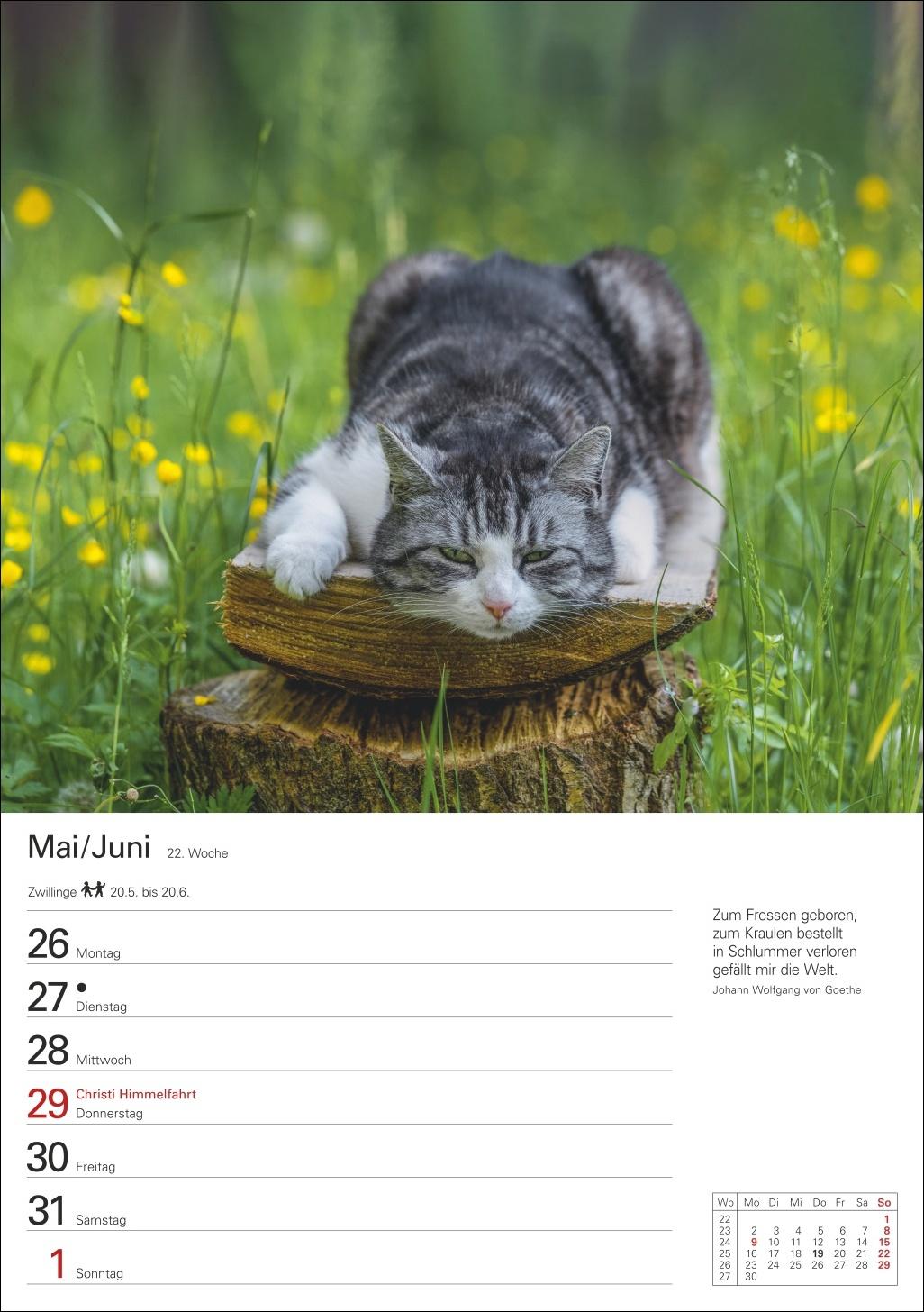 Katzen Wochenplaner 2025 - 53 Blatt mit Zitaten und Wochenchronik