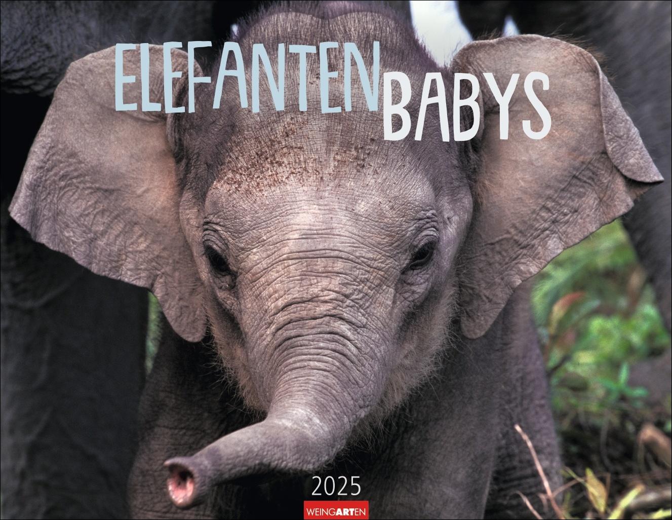 Elefantenbabys Kalender 2025