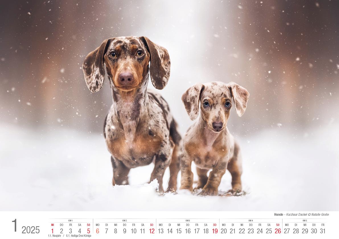 Hunde 2025 Bildkalender A3 quer - Natalie Große