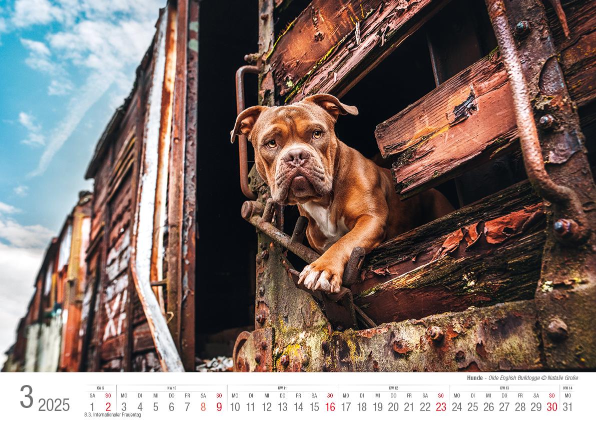 Hunde 2025 Bildkalender A3 quer - Natalie Große