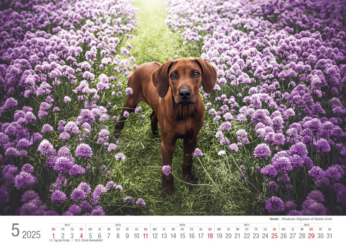 Hunde 2025 Bildkalender A3 quer - Natalie Große