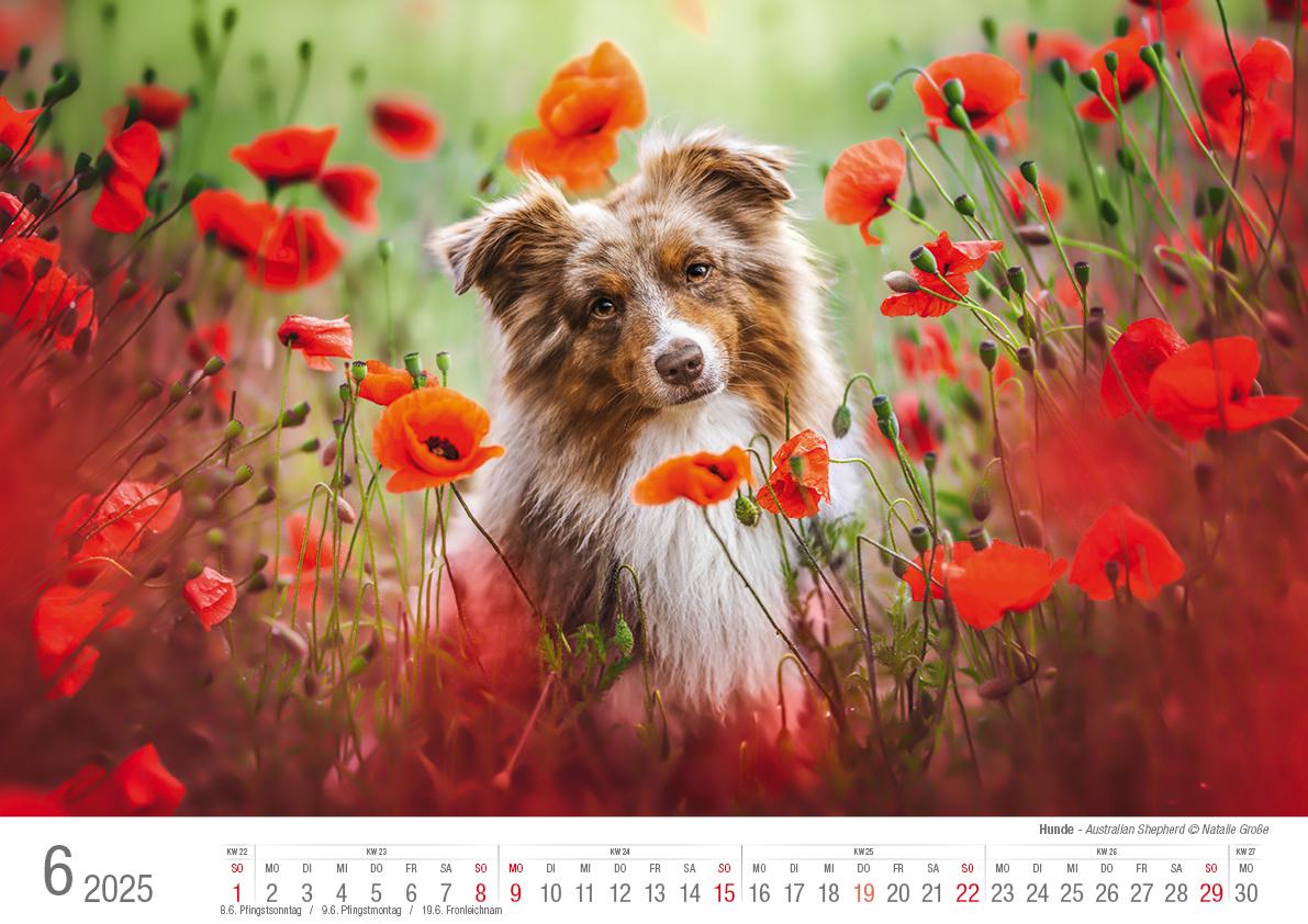 Hunde 2025 Bildkalender A3 quer - Natalie Große