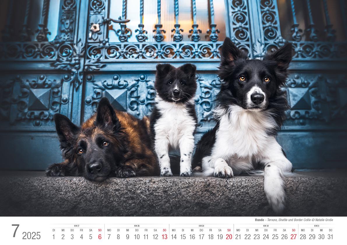 Hunde 2025 Bildkalender A3 quer - Natalie Große