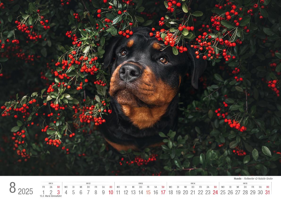 Hunde 2025 Bildkalender A3 quer - Natalie Große