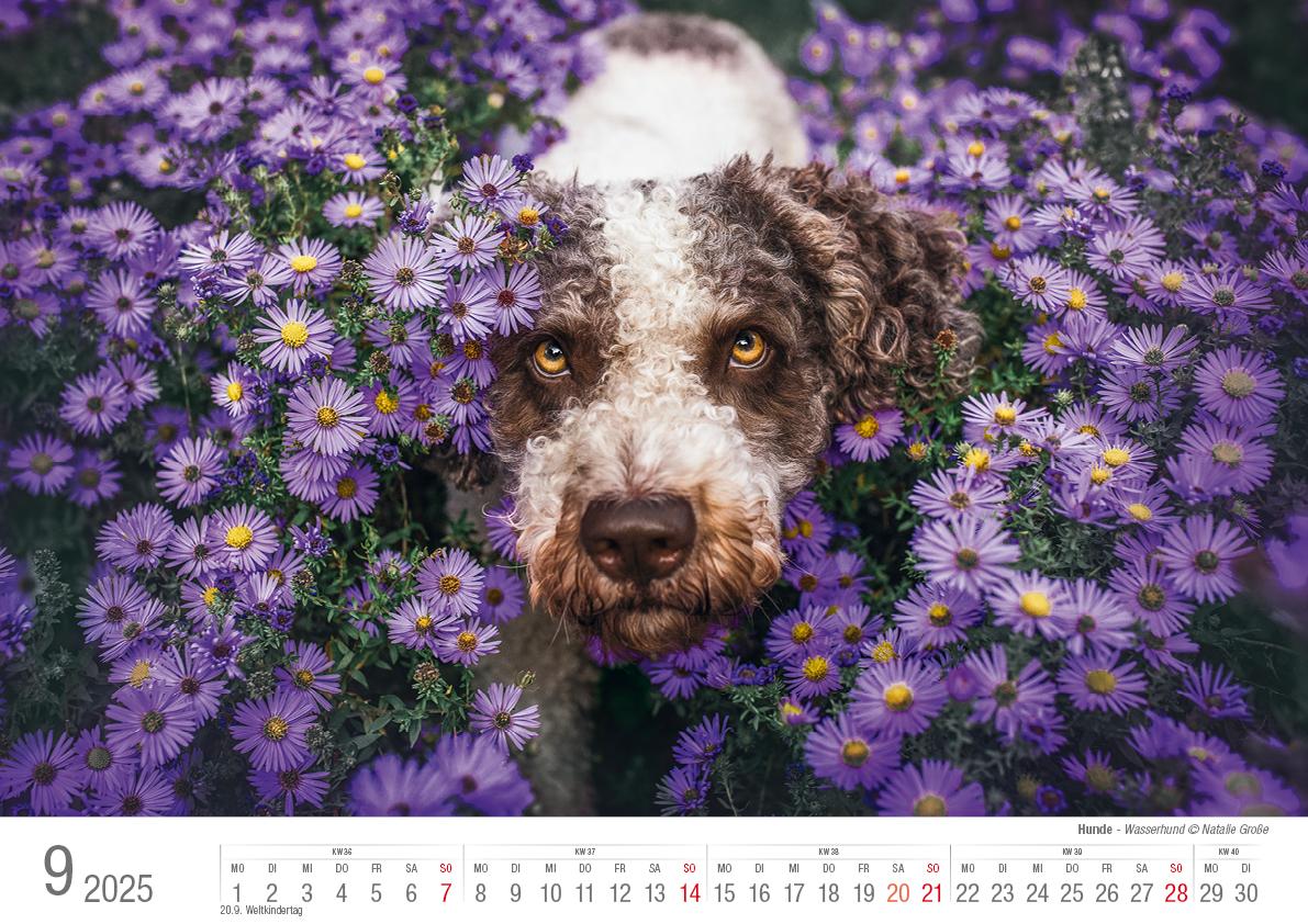 Hunde 2025 Bildkalender A3 quer - Natalie Große