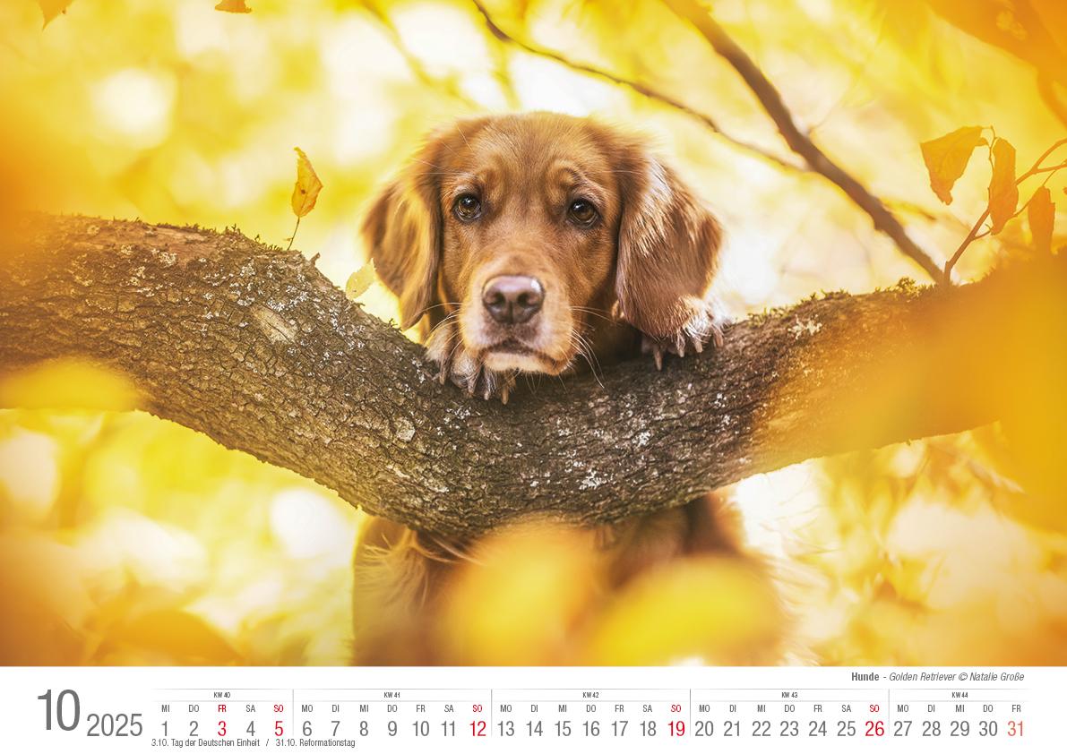 Hunde 2025 Bildkalender A3 quer - Natalie Große