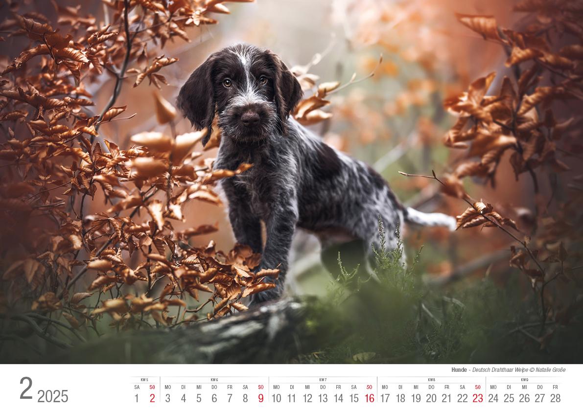 Hunde 2025 Bildkalender A3 quer - Natalie Große