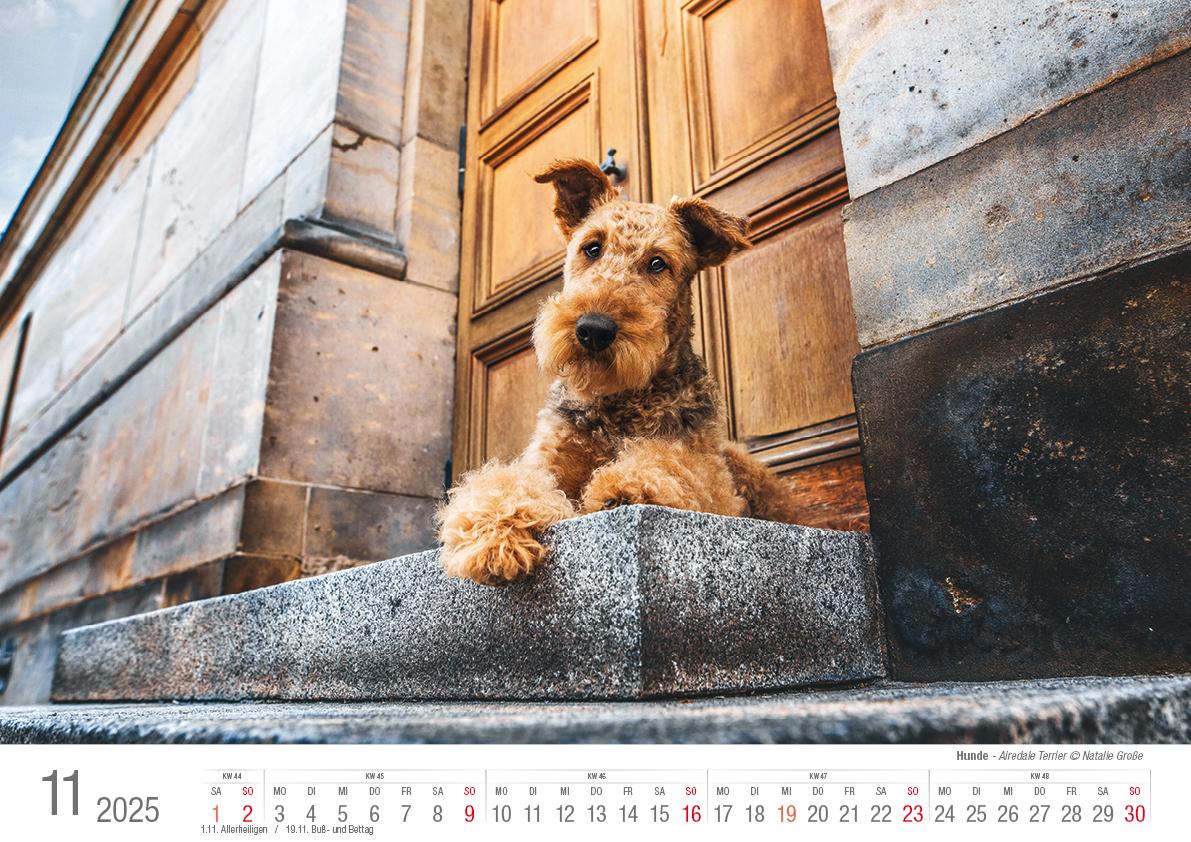 Hunde 2025 Bildkalender A3 quer - Natalie Große