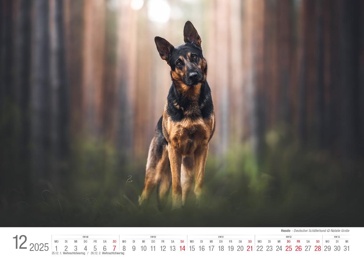 Hunde 2025 Bildkalender A3 quer - Natalie Große