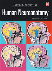 Human Neuroanatomy