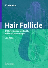 Hair Follicle