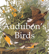 Audubon's Birds